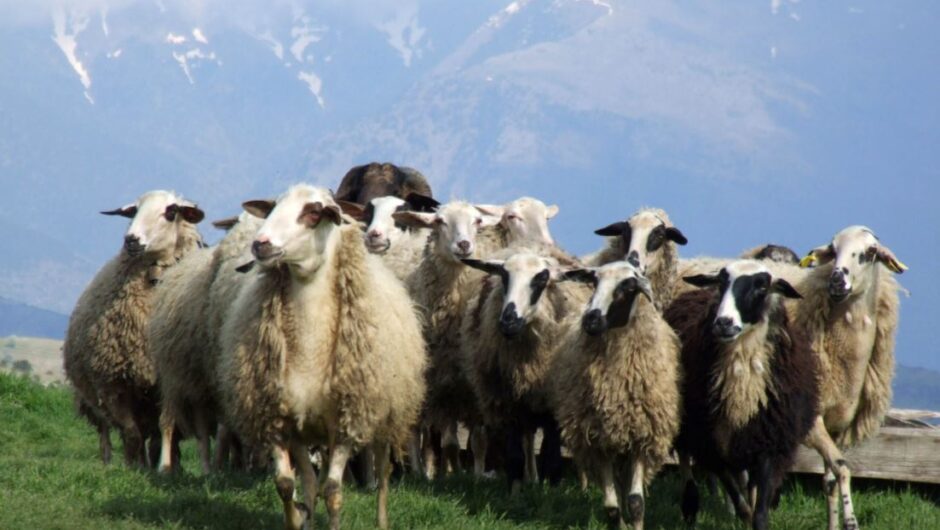 Έκτακτη ενίσχυση σε κτηνοτρόφους λόγω ευλογιάς – Πόσα χρήματα θα πάρουν ανά ζώο και πότε