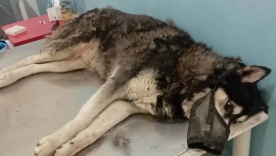 Σαν σήμερα 26 Νοεμβρίου: Η φρικτή κακοποίηση του Όλιβερ που πάγωσε τη χώρα