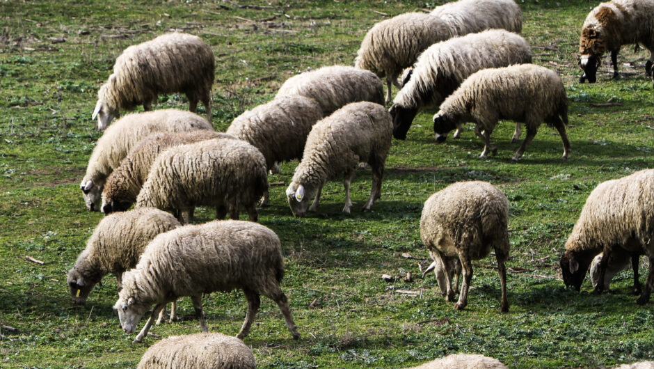 ΟΠΕΚΕΠΕ και ευλογιά: Διπλό «χτύπημα» σε αγρότες και κτηνοτρόφους