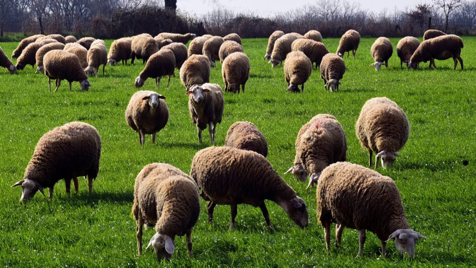 Η πορεία της ευλογιάς και η εικόνα των κρουσμάτων στη Λάρισα