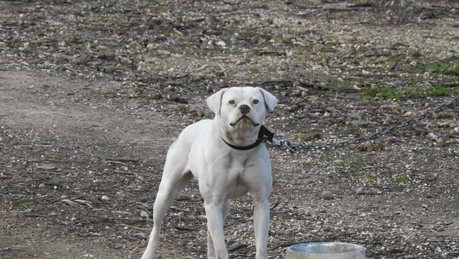 Σκύλος που μένει μόνιμα δεμένος: Τι στερείται, οι επιπτώσεις στη συμπεριφορά του