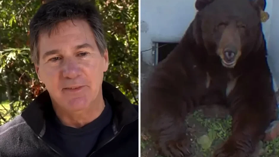 Άνδρας ζει με γιγάντια αρκούδα κάτω από το σπίτι του και απειλεί με μήνυση τις Αρχές