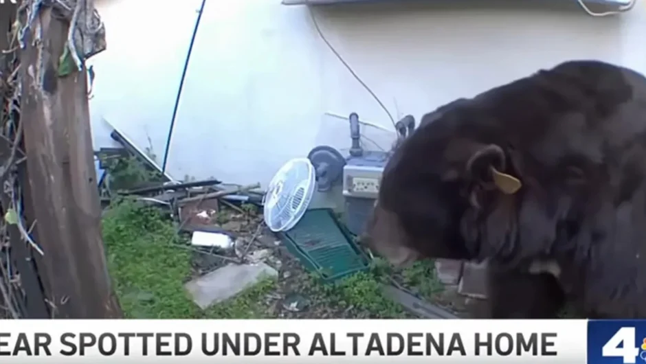 Δύο τεράστιες μαύρες αρκούδες «μετακόμισαν» στο υπόγειο ενός σπιτιού στην Καλιφόρνια