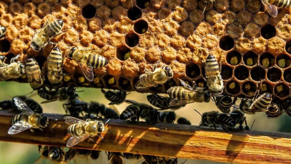 Πρωτοψάλτης: Το μέλλον της ελληνικής μελισσοκομίας στην εποχή της κλιματικής κρίσης