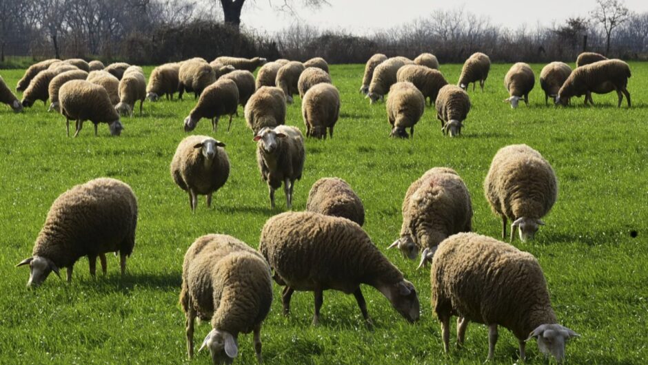 ΕΕΕΔΕΕ: «7 απαντήσεις σε ανακριβείς ισχυρισμούς περί εμβολιασμών για την ευλογιά αιγοπροβάτων»