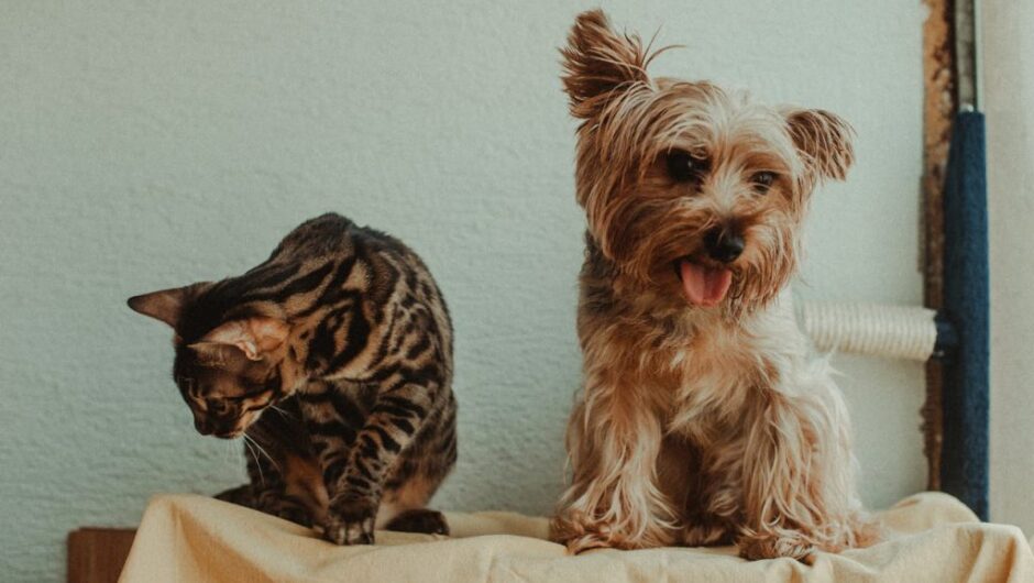 Πόσο πολύτιμες είναι οι σαρδέλες για την υγεία του σκύλου και της γάτας;