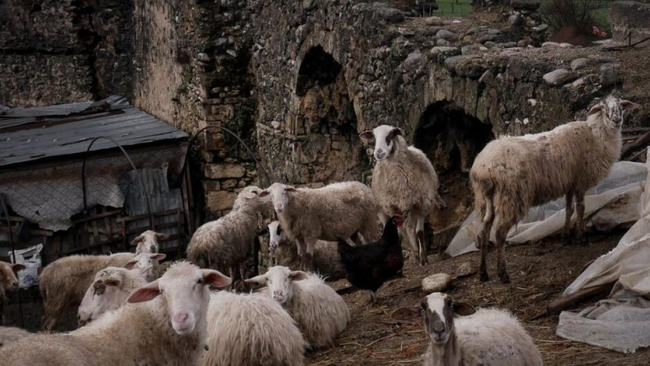 Ευλογιά αιγοπροβάτων / Κυβερνητική αποτυχία στη διαχείριση της ζωονόσου