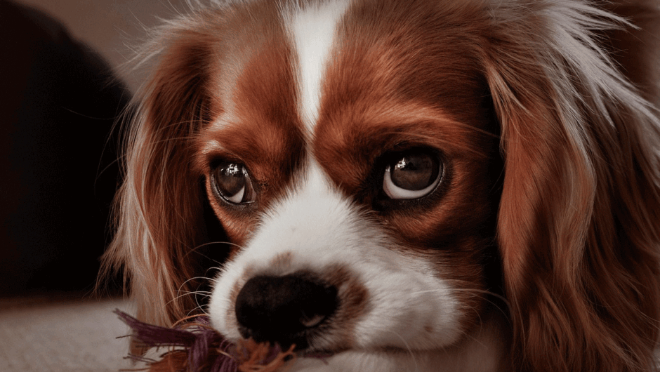 Χωρισμός: Ποιος θα κρατήσει τον σκύλο;