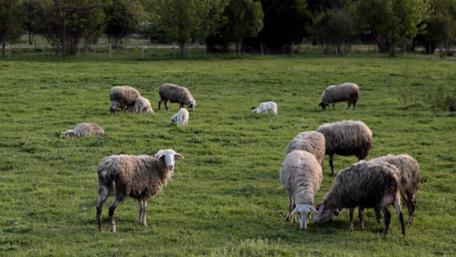 Ευλογιά των αιγοπροβάτων: Ανοίγει μέτωπο Ελλάδας–ΕΕ – Εμβολιασμός ή κυρώσεις