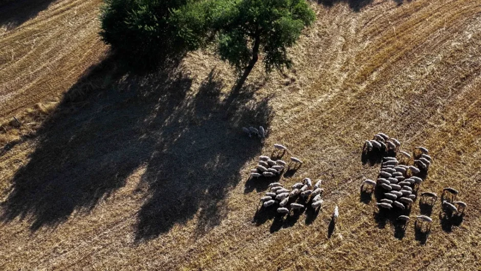 Σε έξαρση η ευλογιά των αιγοπροβάτων: 11 νέα κρούσματα σε επτά νομούς, 4.000 θανατώσεις