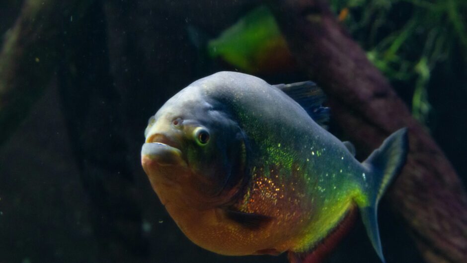 Τρόμος στην Αργεντινή: Τουλάχιστον 40 τραυματίες από μαζική επίθεση πιράνχας σε δημοφιλή παραλία