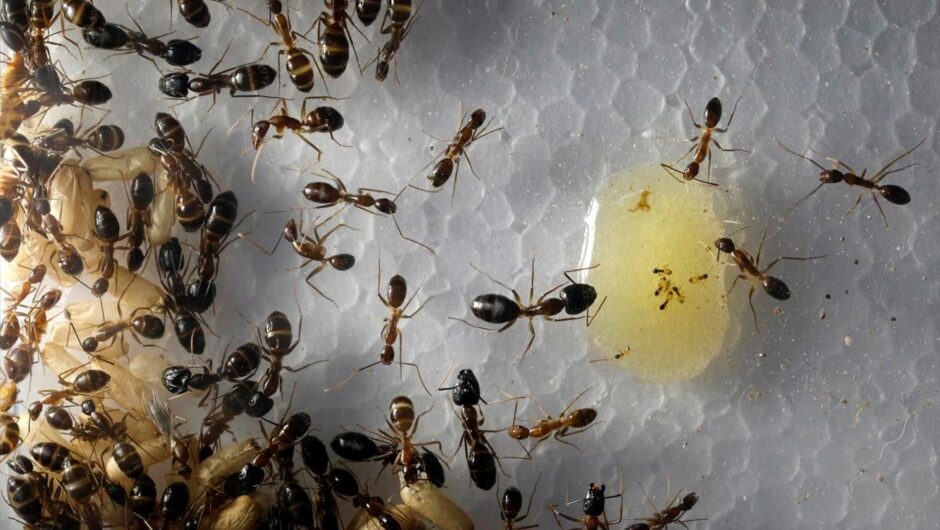 Σύλληψη για… 2.000 μυρμήγκια: Το παράξενο κύκλωμα «εξαγωγής» που ανησυχεί τις αρχές της Κένυας