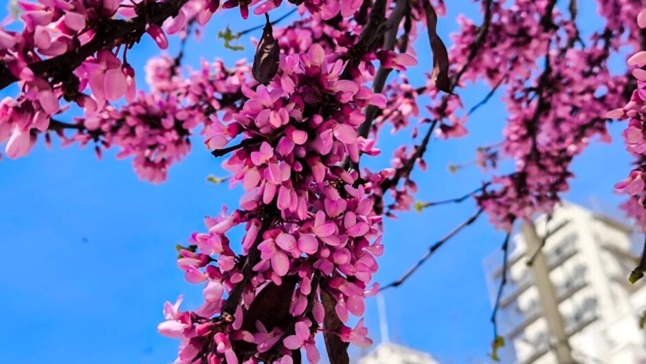 Καιρός: Με άκρως ανοιξιάτικες συνθήκες η Μεγάλη Εβδομάδα – Πρόσκαιρη αστάθεια από Μ. Πέμπτη – Πρόγνωση από την Ο. Παπαβγούλη