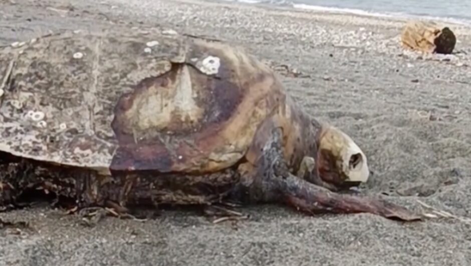 Δύο μεγάλες χελώνες Καρέτα Καρέτα 100 κιλών ξεβράστηκαν σε παραλία της Λάρισα: Την προτιμούν για να …πεθάνουν (φωτο)