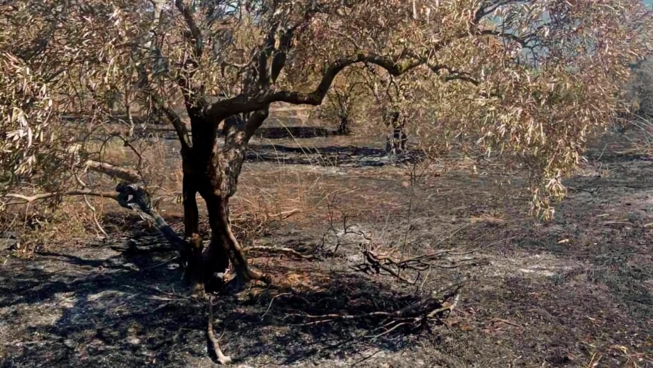 «Η γη μας έγινε στάχτη»: Η κραυγή απόγνωσης από τους Γόννους μετά τη φωτιά που αφάνισε ελαιώνες και κόπους μιας ζωής