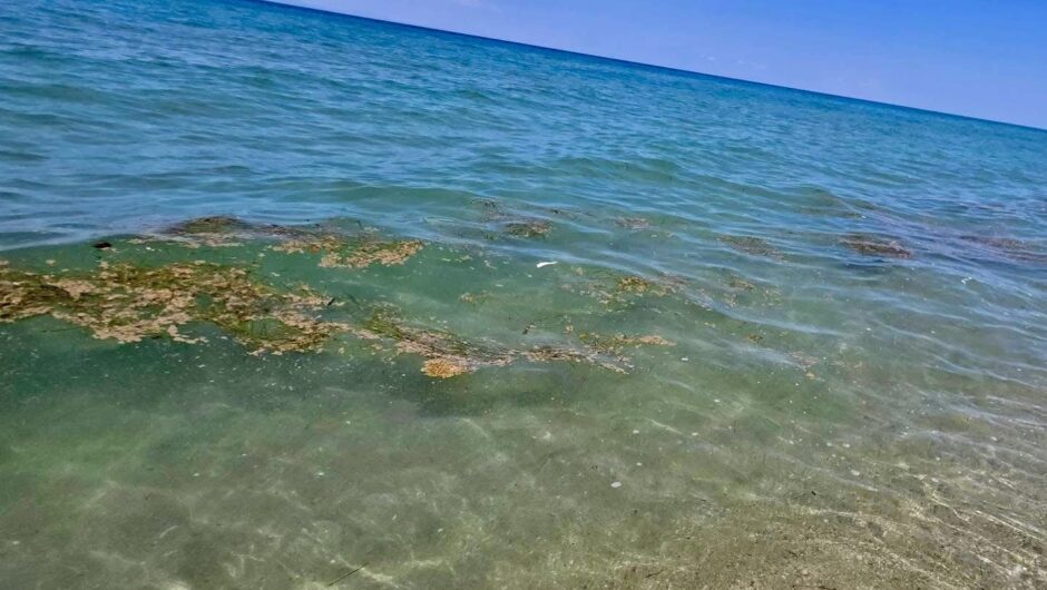 Προβληματίζει το πλαγκτόν στις παραλίες της Λάρισας: “Δεν μπορούμε να κάνουμε μπάνιο και να ψαρέψουμε…” (φωτο)
