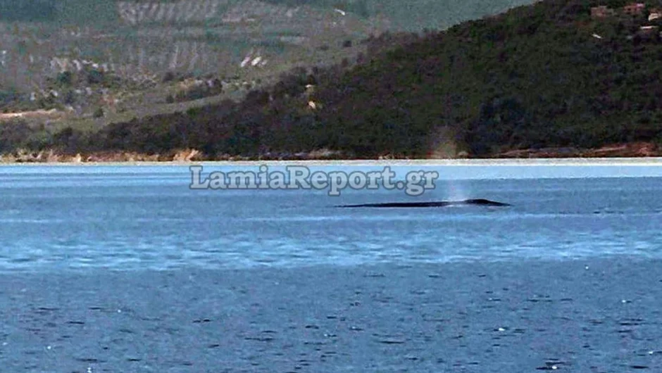 Φάλαινα φυσητήρας εμφανίστηκε ανοιχτά του Θεολόγου στον Βόρειο Ευβοϊκό – Δείτε βίντεο